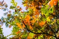 Black oak Quercus kelloggii leaves painted in autumn colors, Calaveras Big Trees State Park, California