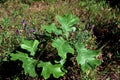Black Oak Seedlings 40310