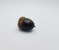 Black oak tree acorn seed on white background