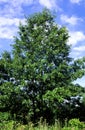 Black Oak Tree 48461