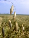 Black oats plants on field Royalty Free Stock Photo