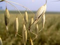 Black oats plants on field Royalty Free Stock Photo