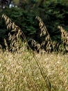 black oats plants on field Royalty Free Stock Photo