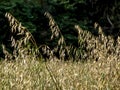 black oats plants on field Royalty Free Stock Photo