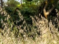 black oats plants on field in Brazil Royalty Free Stock Photo
