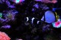 Black Ocellaris clown fish in aquarium