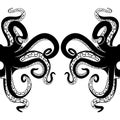 Black octopus tentacles. Royalty Free Stock Photo