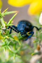 Black oil beetle crawling through flowers Royalty Free Stock Photo