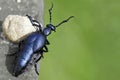 Black oil beetle, Meloe proscarabaeus, looks around the corner with copy space Royalty Free Stock Photo