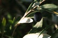 Black oil olive on the branch closeup, fresh olives plant, ripe olive leaf. Royalty Free Stock Photo