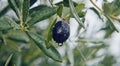 Black oliv tree in an olive grove with ripe olives on the branch ready for harvest