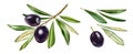 Black olive branch. Watercolo collection with ripe fruits and additional leaves. Realistic botanical painting with fresh