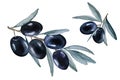 Black olive fruit. Branch with ripe olives on a white background. Hand drawn watercolor illustration Royalty Free Stock Photo