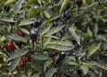 Black Olive Ornamental Peppers Royalty Free Stock Photo
