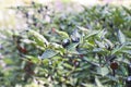 Black Olive Ornamental Peppers Royalty Free Stock Photo