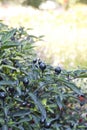 Black Olive Ornamental Peppers Royalty Free Stock Photo