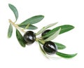 Black Olives Royalty Free Stock Photo