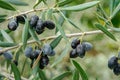 black olives being formed on an olive branch