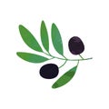 Black olives on branch with leaves. Organic and healthy food design. Flat element for oil label, company logo or Royalty Free Stock Photo