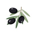 Black olives on branch with leaves, vector illustration in flat style on white background Royalty Free Stock Photo