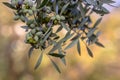 Black olives on branch of olive tree Royalty Free Stock Photo