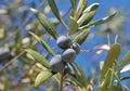 olive Black olives on branch of olive tree background Royalty Free Stock Photo
