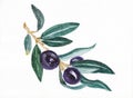 Black olives on a branch watercolor illustration. Hand-drawn sketch on watercolor paper. The plant is isolated on a white Royalty Free Stock Photo