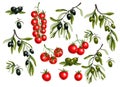 Black olives branches and cherry tomato isolated on white background, Vector illustration.