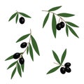 Black olives branches with green leaves oil icon set vector