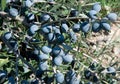 Black olives growing on brach Royalty Free Stock Photo