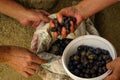 Black olives handpicked and pickled in woman hand candid image