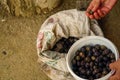 Black olives handpicked and pickled in woman hand candid image