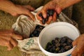 Black olives handpicked and pickled in woman hand candid image