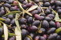 Black olives harvest close up