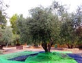 Black olives harvest at Latrun Monastery Royalty Free Stock Photo