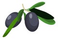 Black olives icon. Green branch with leaves and ripe fruits