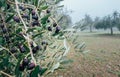 Black olives on the olive tree branch with a background with trunks rows. Eco food and a Mediterranean agriculture concept image