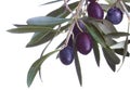 Black olives in olive tree branch i Royalty Free Stock Photo