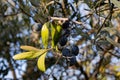 Black olives on the olive tree at harvest time