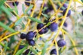 Black olives plan Royalty Free Stock Photo