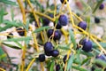 Black olives plant Royalty Free Stock Photo