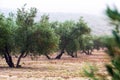 Black olives plant at agricultural fields Royalty Free Stock Photo