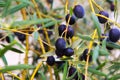 Black olives plant Royalty Free Stock Photo