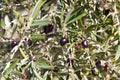 Black olives plant Royalty Free Stock Photo