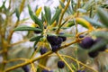 Black olives plant at spanish field in winter Royalty Free Stock Photo