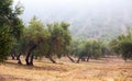 Black olives plant Royalty Free Stock Photo