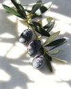 Black olives from Greek garden. Royalty Free Stock Photo