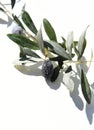 Black olives with rain drops on white background. Royalty Free Stock Photo