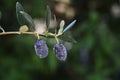 Black olives with raindrops on a green background. Royalty Free Stock Photo