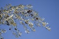 Black olives on tree Royalty Free Stock Photo